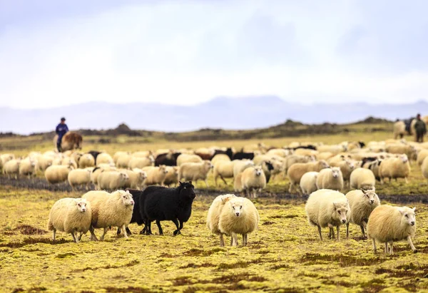 Jordbrukare vallning fåren — Stockfoto