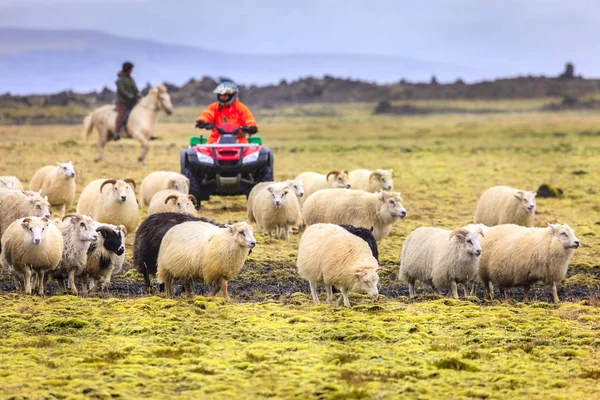 Agricultores que pastoreiam ovinos — Fotografia de Stock