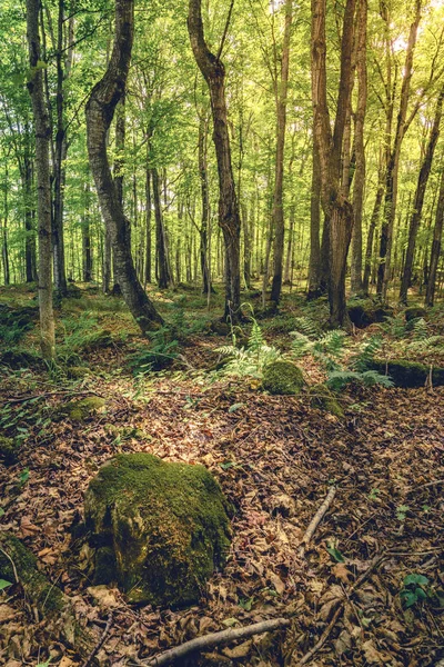 Vacker skog scen — Stockfoto