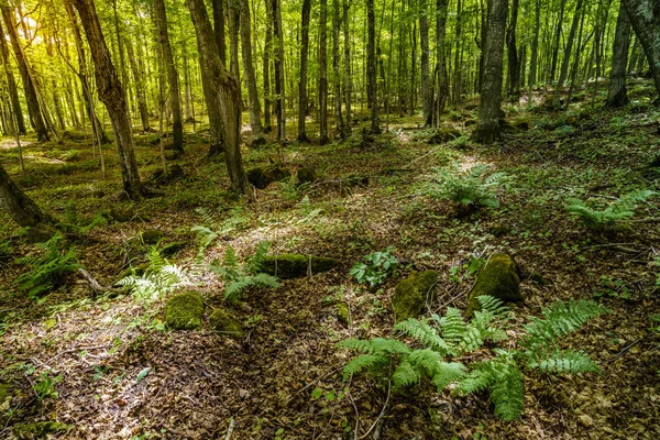 Bella scena foresta — Foto Stock