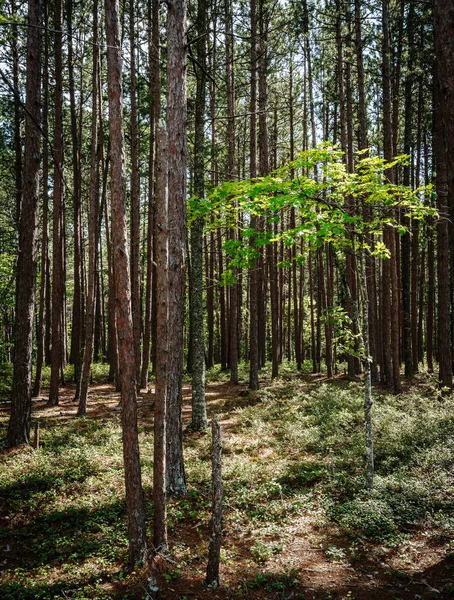 Hermosa escena forestal — Foto de Stock