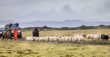 Yerel çiftçilerin koyun herding