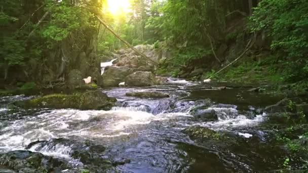 Ruisseau panoramique avec rapides — Video