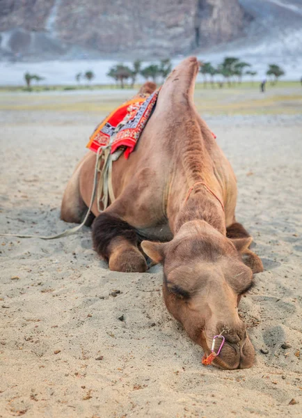 Camello se filtra en la arena —  Fotos de Stock