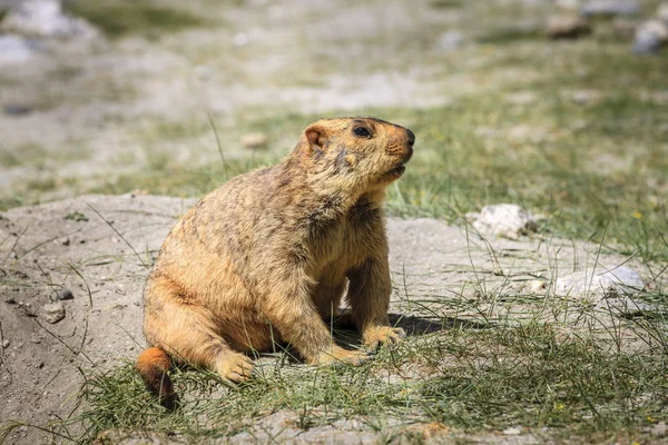 Himalayan marmot in highlands — Stock Photo, Image