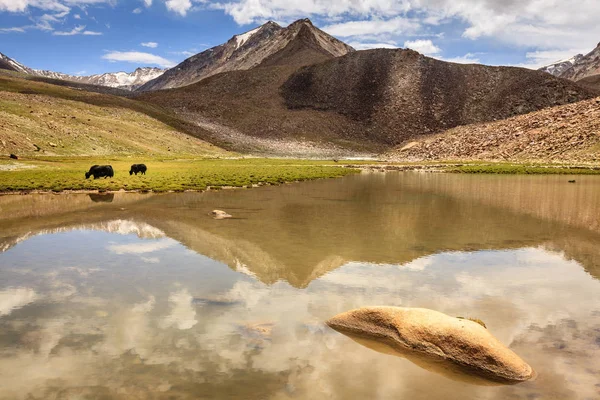 Jaks zijn grazen in de hooglanden van Ladakh — Stockfoto