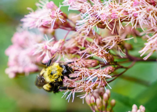 Бджола на квітах, крупним планом — стокове фото