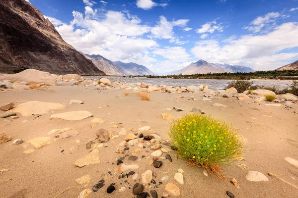 Le rive del fiume Nubra — Foto Stock