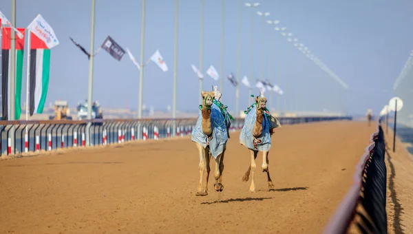 W Dubaju Wyścigi wielbłądów — Zdjęcie stockowe