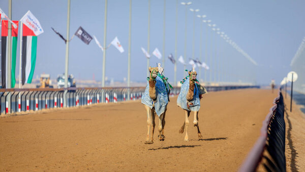 Camels racing in Dubai