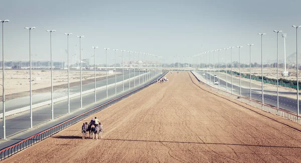 Dubai Camel Racing Club — Stockfoto