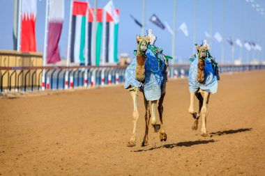 deve yarışı içinde Dubai