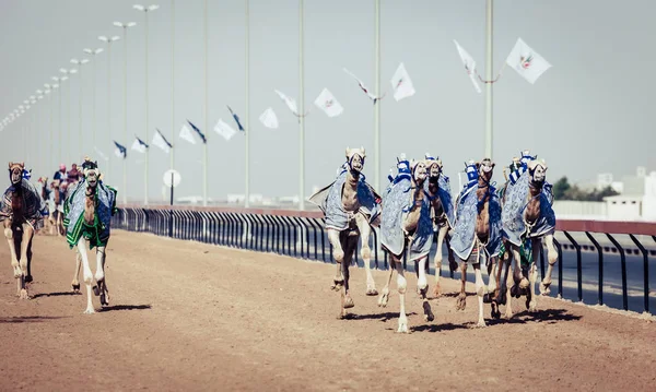 Velbloudí dostihy v Dubaji — Stock fotografie