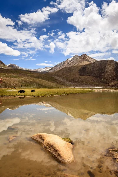 Yaks al pascolo negli altopiani — Foto Stock