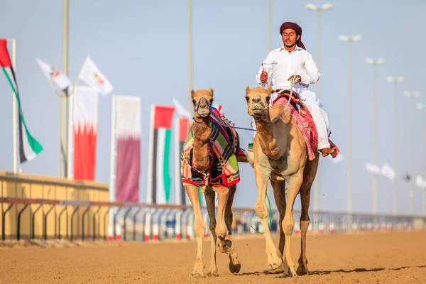Kamel racing i dubai — Stockfoto