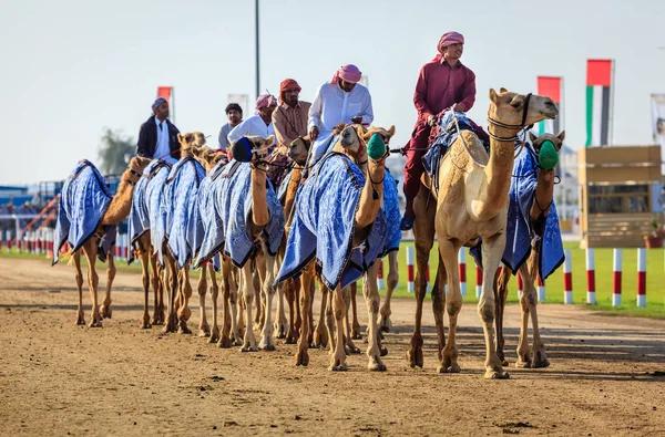 Velbloudí dostihy v Dubaji — Stock fotografie