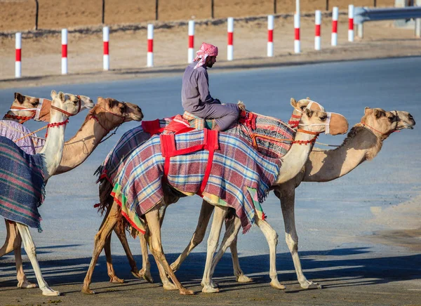 Corse di cammelli a Dubai — Foto Stock