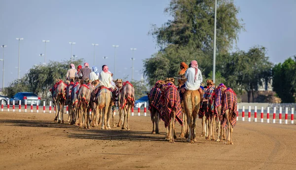 Corrida de camelos em Dubai — Fotografia de Stock