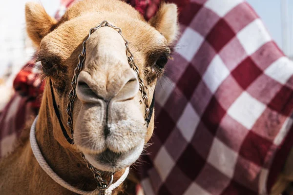 Ritratto di cammello da corsa — Foto Stock