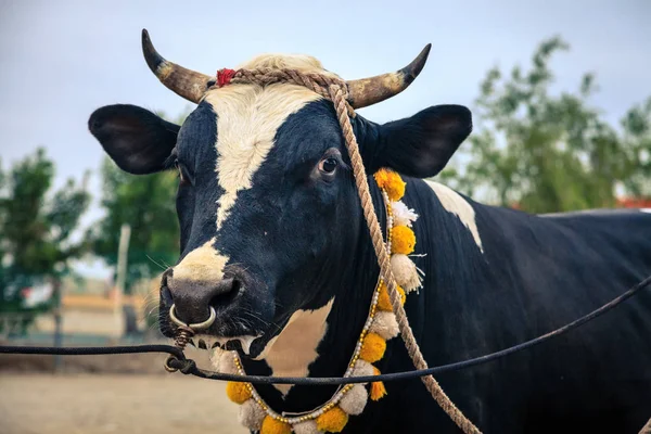 Peleas de toros en Fujairah —  Fotos de Stock