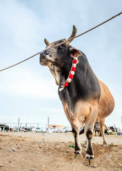 Tjurfäktning i Fujairah — Stockfoto