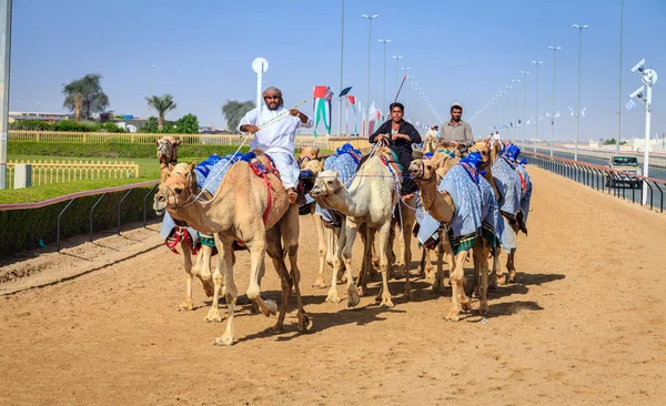 Deve yarışı için pratik 