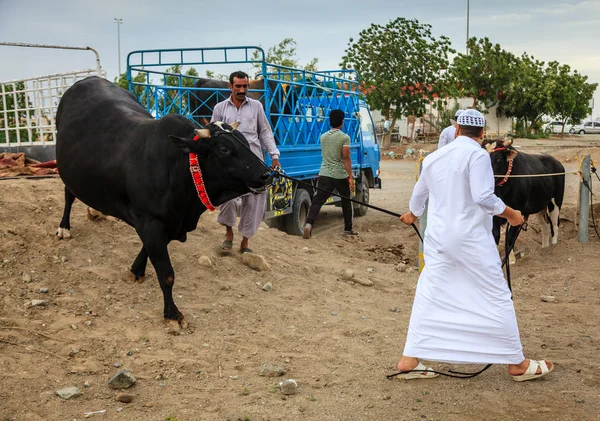 Lokale mensen brengen stieren — Stockfoto