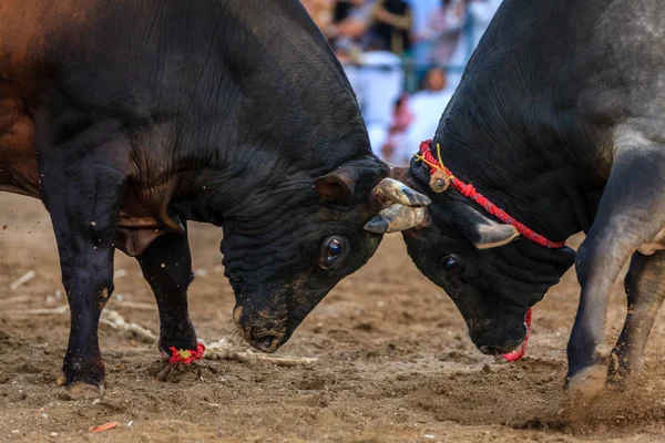 Tjurar kämpar i traditionella tävling — Stockfoto