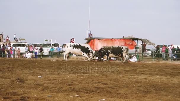 公牛队在传统竞争的战斗 — 图库视频影像