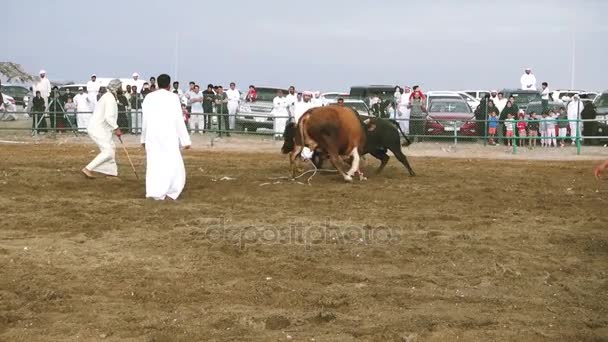 公牛队在传统竞争的战斗 — 图库视频影像