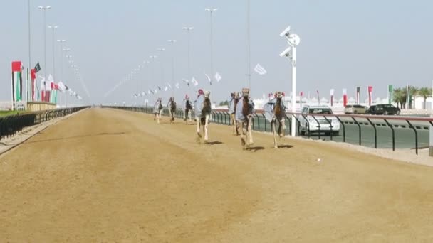 Kamelen met robot jockeys bij racing praktijk — Stockvideo