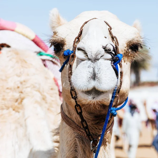 Kamel på Camel Racing Club — Stockfoto