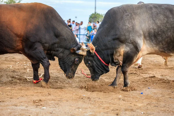 Stieren gevechten in traditionele competitie — Stockfoto