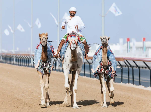 Kamel racing i dubai — Stockfoto