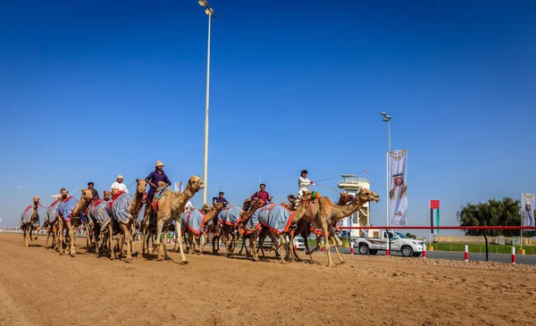 Kamel racing i dubai — Stockfoto