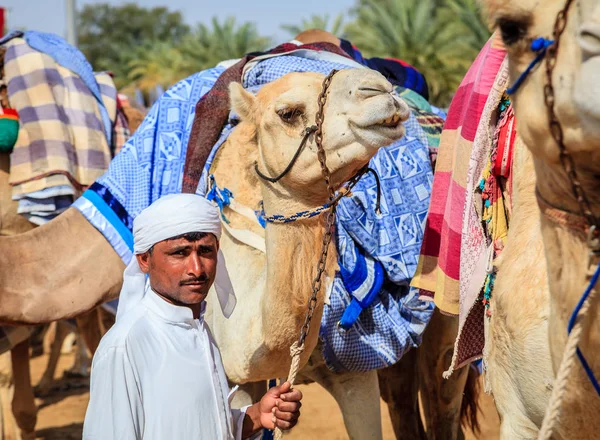 Camel handler with animals — Stock Photo, Image