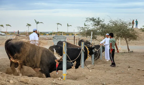 Touros aguardando volta para lutar — Fotografia de Stock