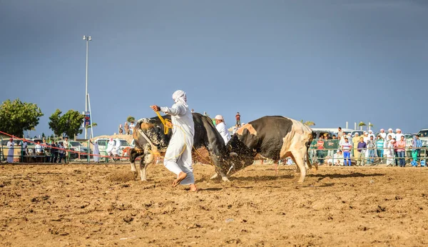 Οι ταύροι που αγωνίζονται στον παραδοσιακό διαγωνισμό — Φωτογραφία Αρχείου