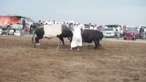 Stieren gevechten in traditionele competitie — Stockvideo