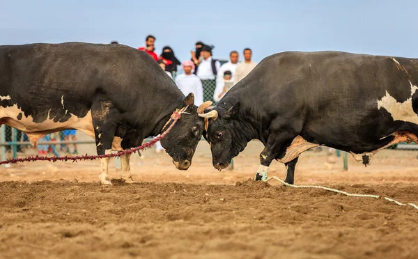 Stieren traditionele competitie — Stockfoto