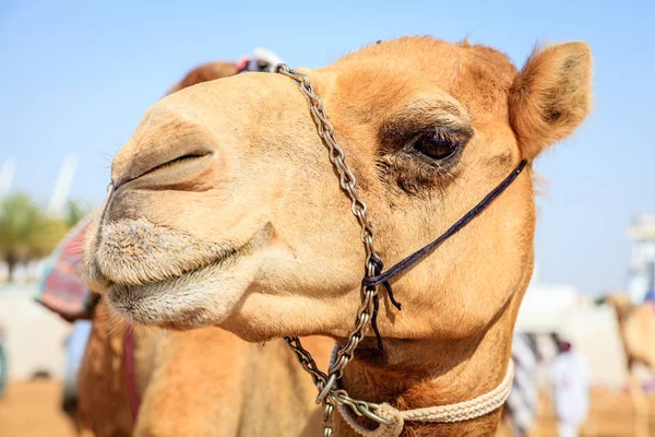 Верблюд в Camel Racing Club — стоковое фото
