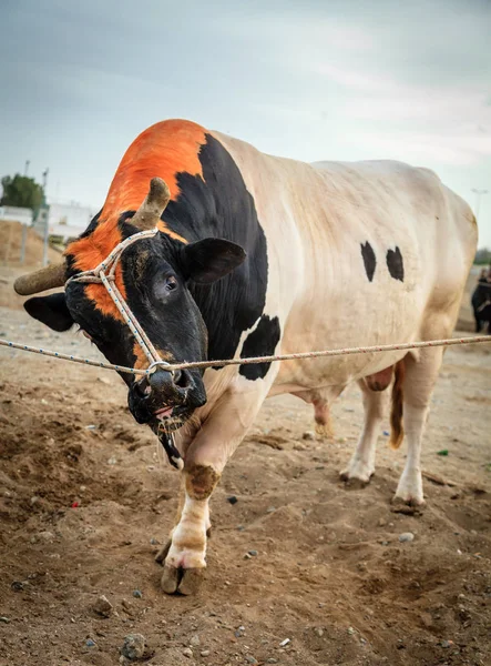 Związany Bull w tradycyjne walki byków — Zdjęcie stockowe