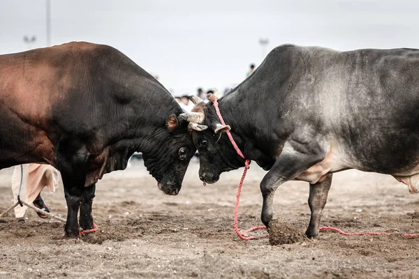 Bulls lutando em competição tradicional — Fotografia de Stock