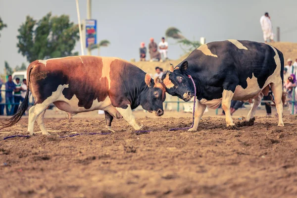Bulls fighting in traditional competition — Stock Photo, Image