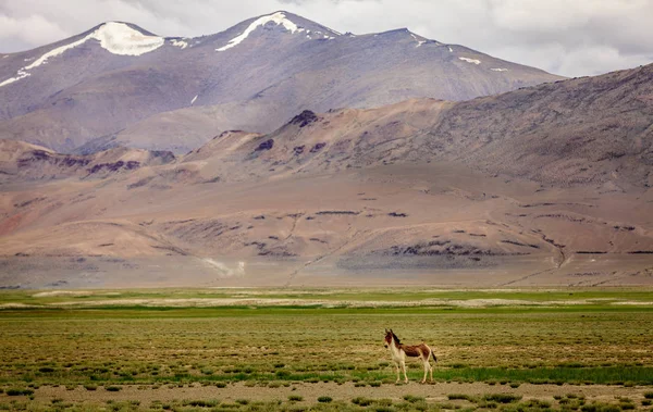 藏野驴 Changthang 高原 — 图库照片