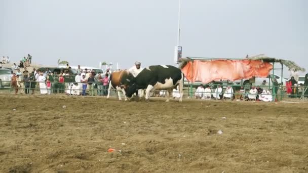 Peleas de toros en Fujairah — Vídeos de Stock