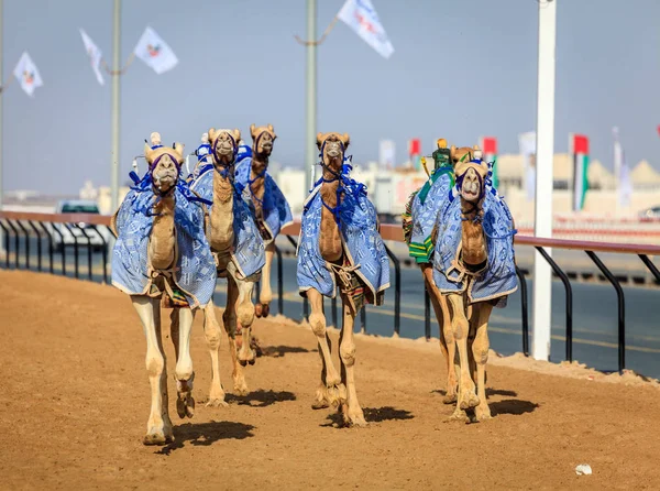 Kamele mit Roboter-Jockeys bei Rennen — Stockfoto
