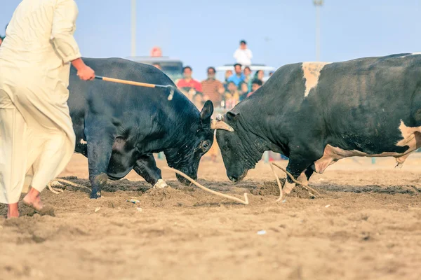 Tjurfäktning i Fujairah — Stockfoto