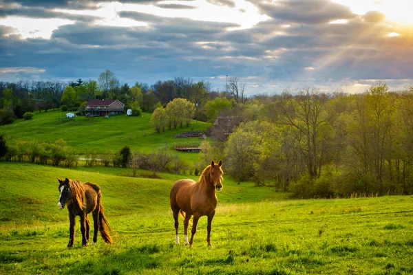 Koně na pastvě v Kentucky — Stock fotografie