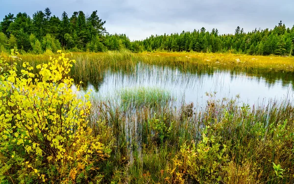 Pantano en el norte de Michigan — Foto de Stock